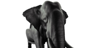 Vadvilág a nappaliban – formatervezett székek