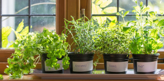 Fűszernövények – dekoráció és konyhai kiegészítő