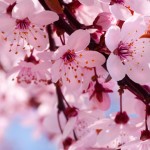 bloom