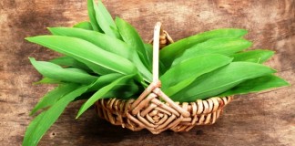 Medvehagyma- a tavasz slágere!