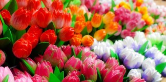 Közeledik a tulipánszezon! – Virágzó szépségek Hollandiában