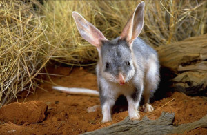 BILBY PROTECTION PROJECT FILE