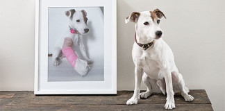 Pózoló kutyák a lakásban – új őrület minden állatbarátnak