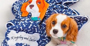 Kutyavilág- a legötletesebb kiegészítők négylábú barátaink számára!