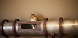 Cica közlekedési rendszerek otthonra