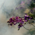 Orchidea ünnep