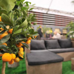 GardenExpo és Orchidea Ünnep