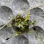 függőleges kert beton panel
