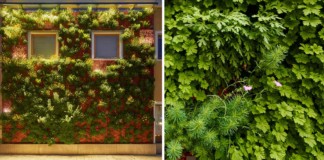 Függőleges kert – Zöld fal egy beton falon egész évben függőleges kert