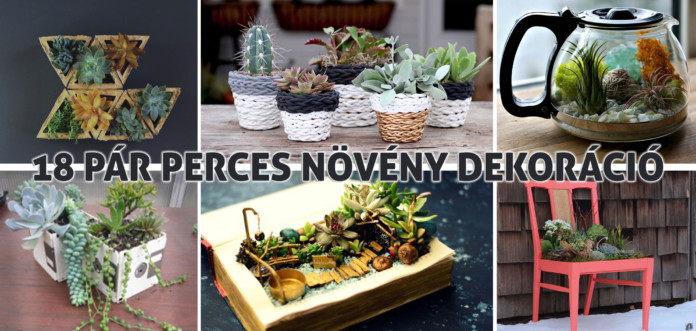 növény dekoráció - virág dekoráció